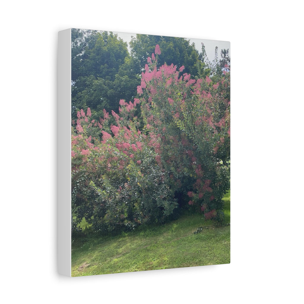 Smoke Bush Matte Canvas Print — Stretched 1.25" Wall Art