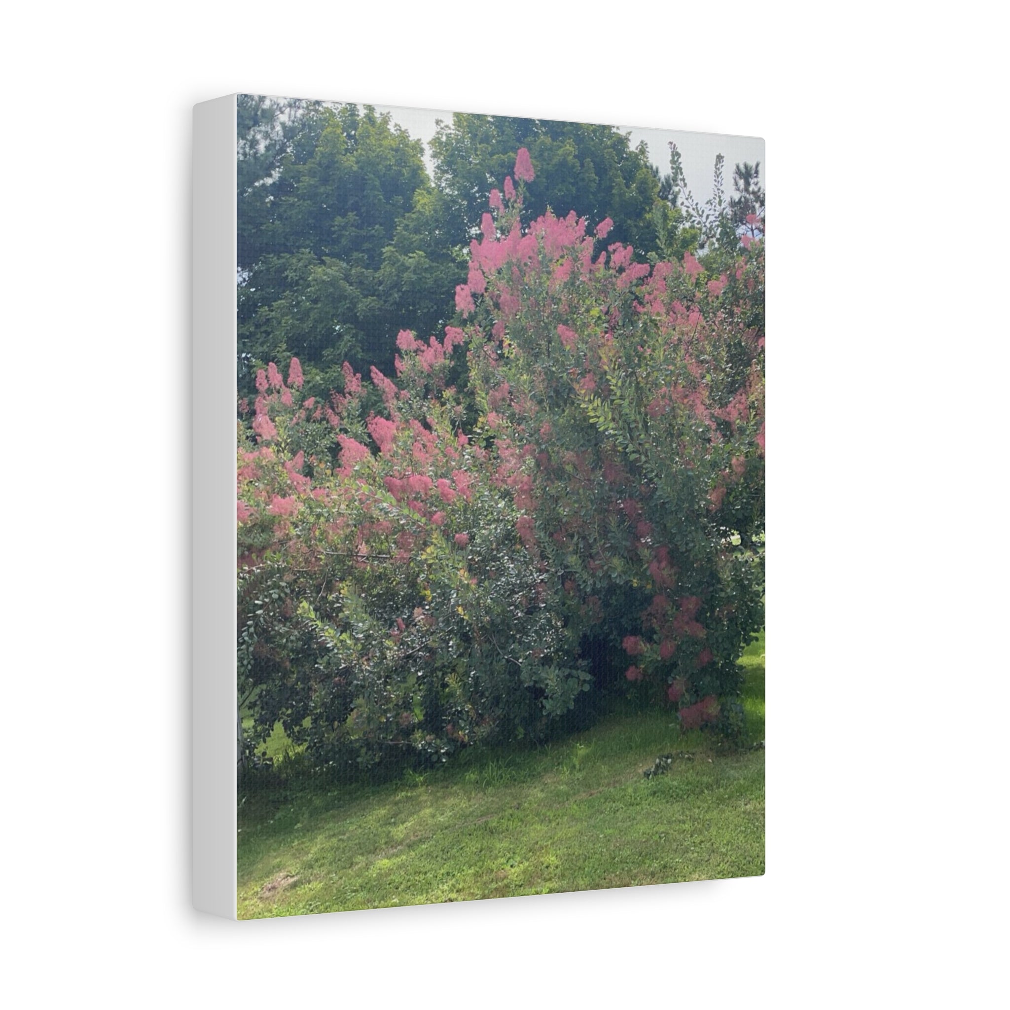 Smoke Bush Matte Canvas Print — Stretched 1.25" Wall Art