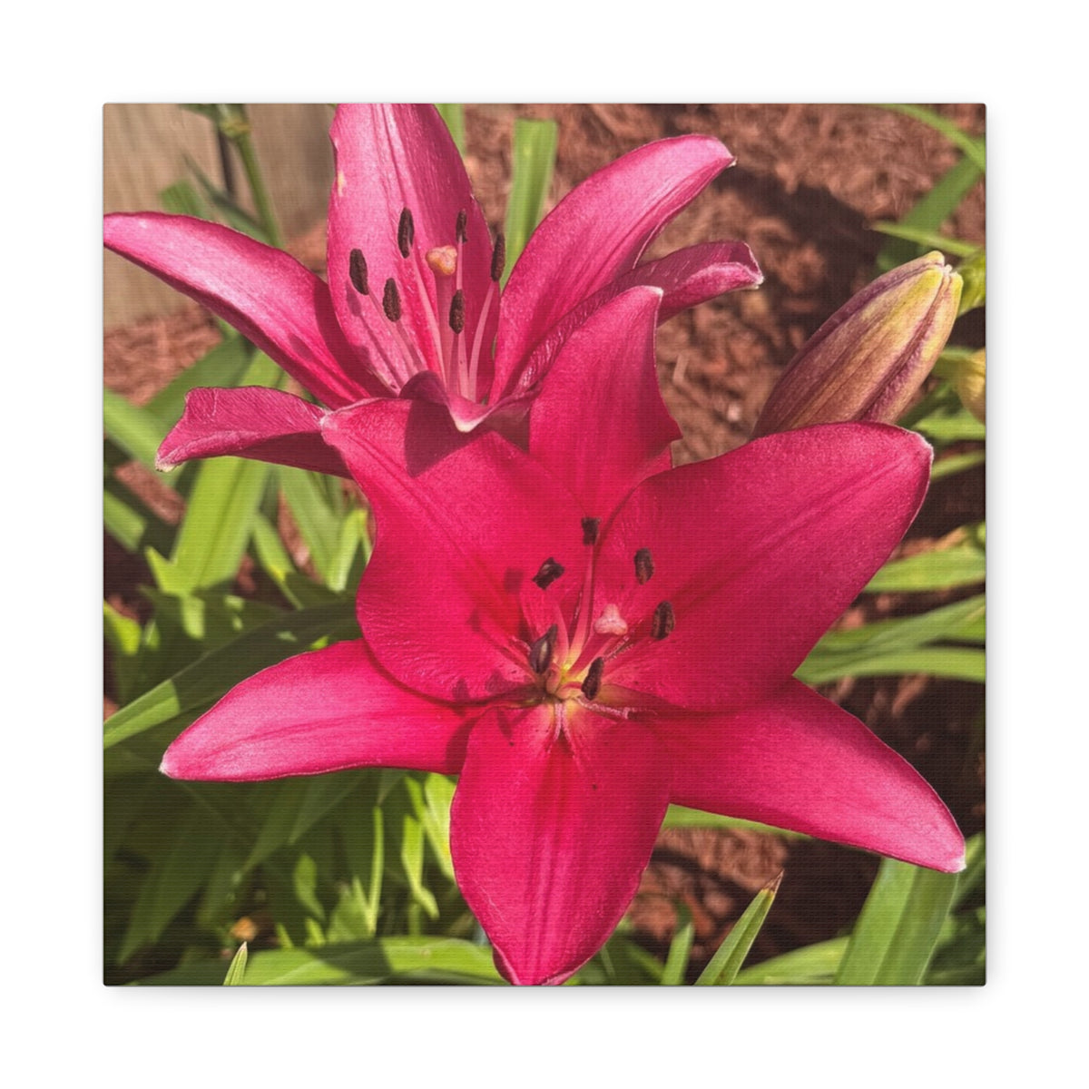 Pink Asiatic Lily Canvas Print