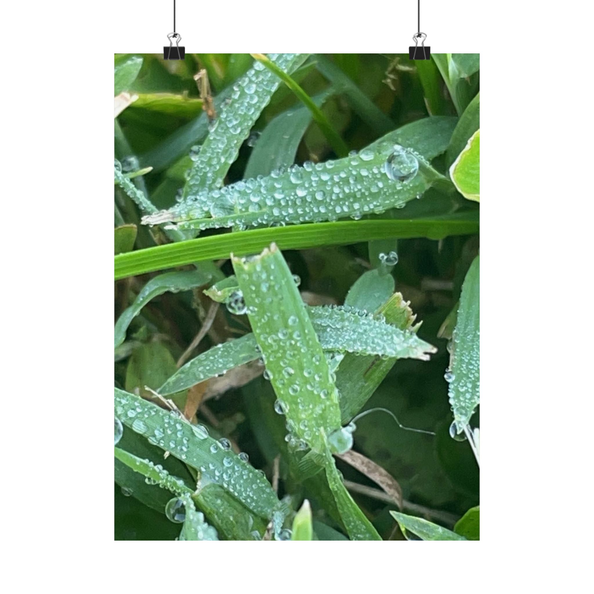 Dewy Grass Matte Poster — Vertical Nature Photography Print