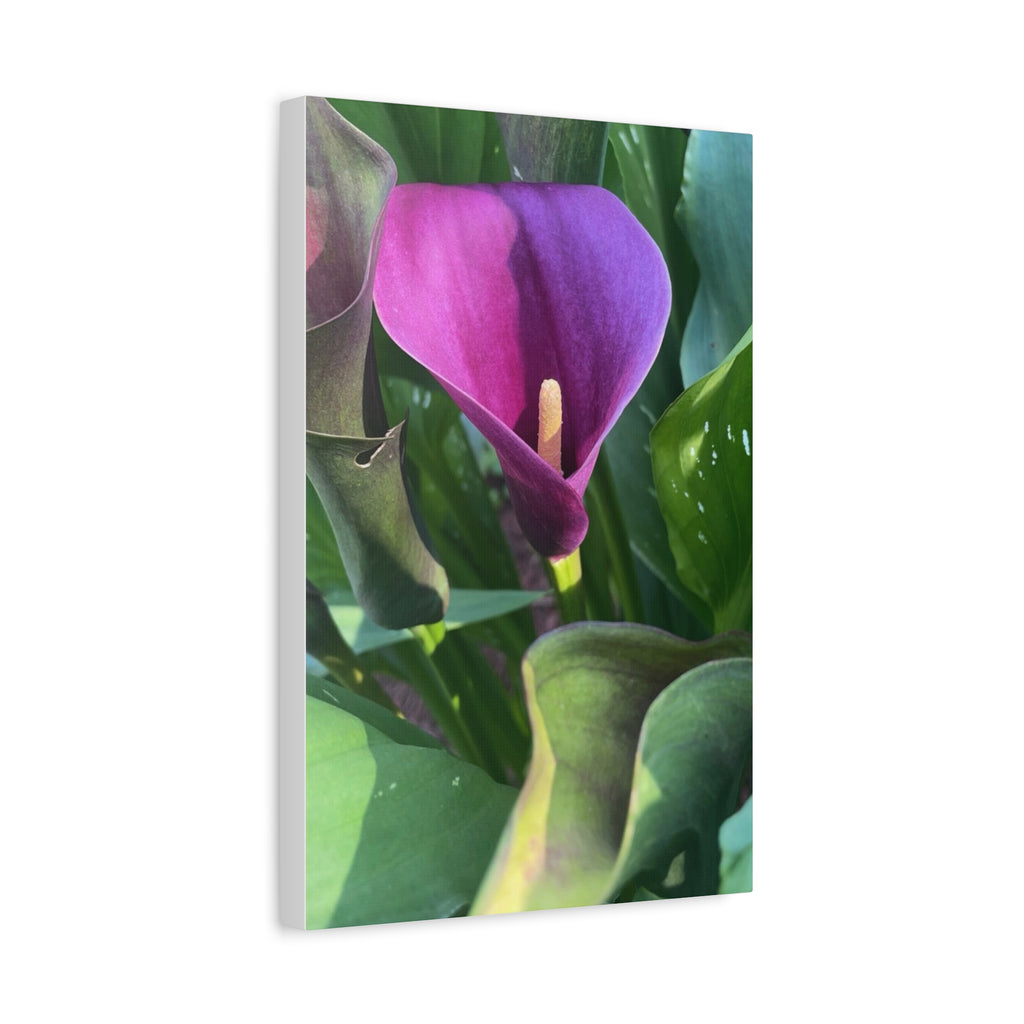 Purple Calla Lily Canvas Wall Art — Stretched Matte Floral Print