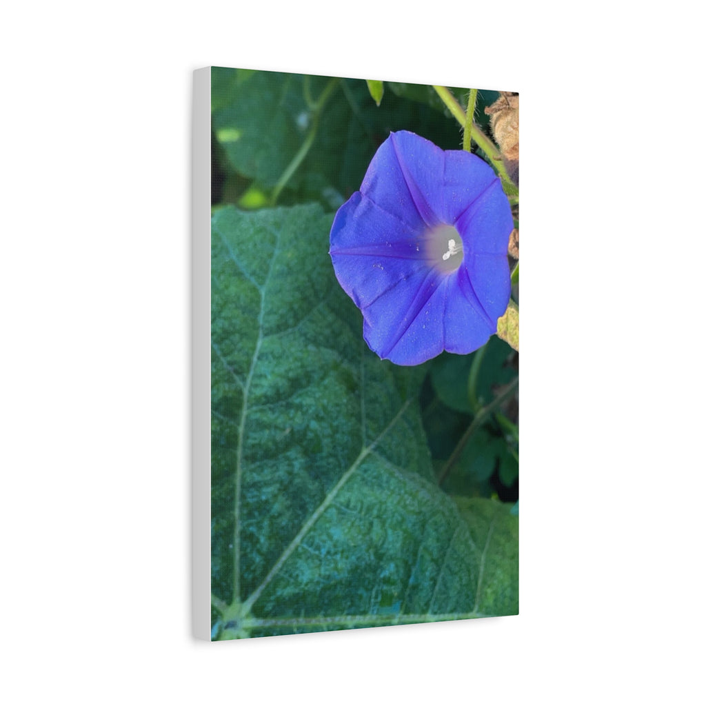 Morning Glory Canvas Wall Art — Vibrant Purple Flower Matte Stretched Canvas
