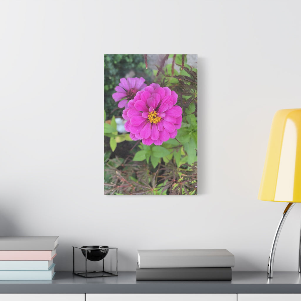 Pink Zinnia Floral Canvas Print — Matte Stretched Wall Art