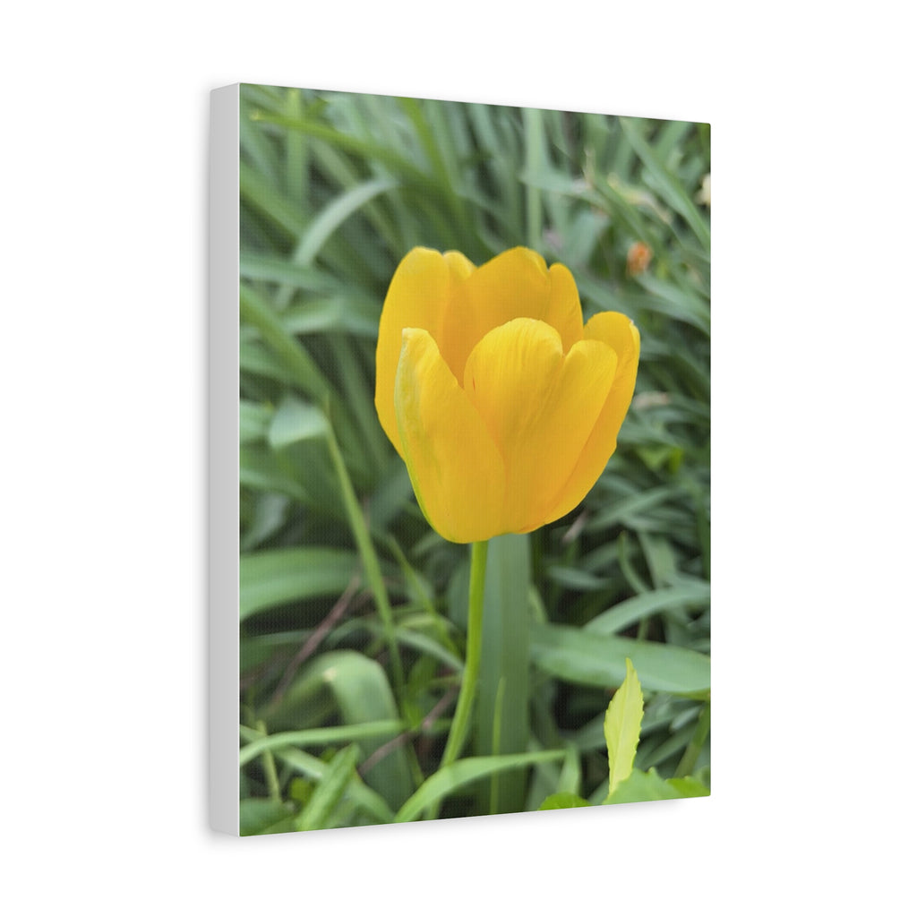 Yellow Tulip Canvas Print — Spring Floral Wall Art, Matte Stretched 1.25"