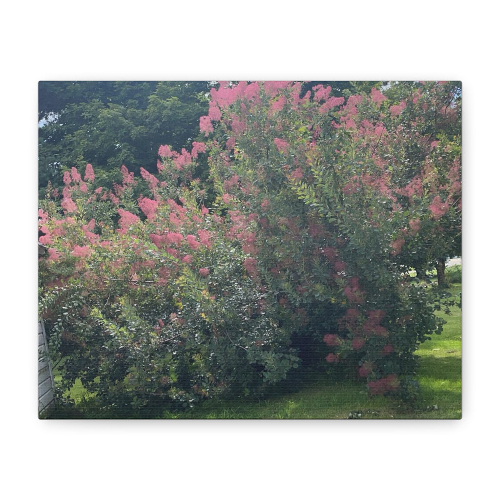 Smoke Bush Matte Canvas Print — Stretched 1.25" Wall Art