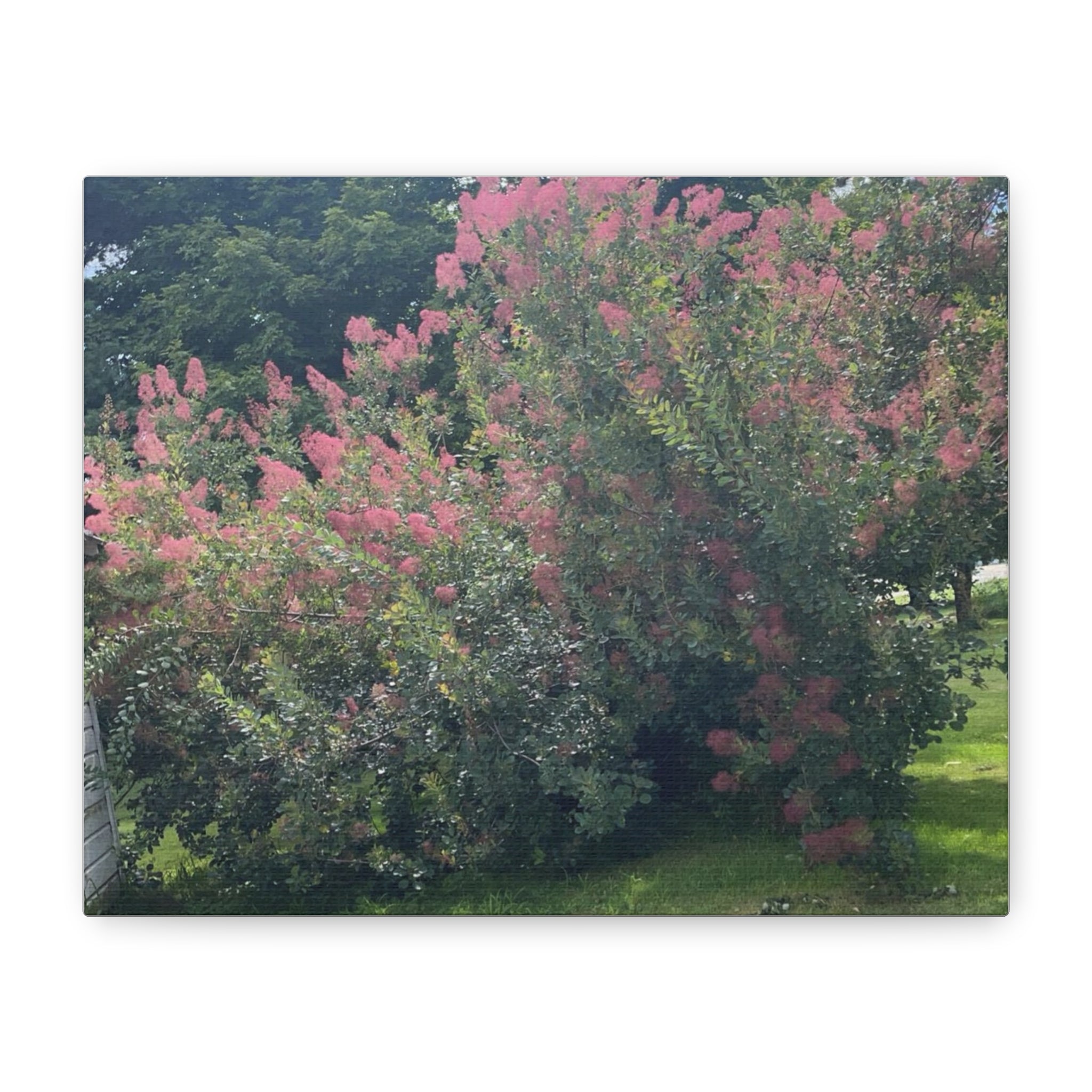 Smoke Bush Matte Canvas Print — Stretched 1.25" Wall Art