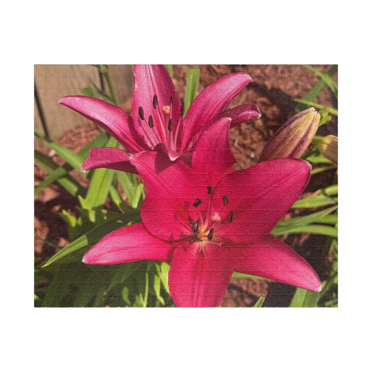 Pink Asiatic Lily Jigsaw Puzzle