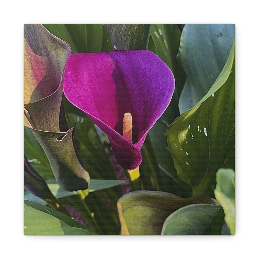 Purple Calla Lily Canvas Print