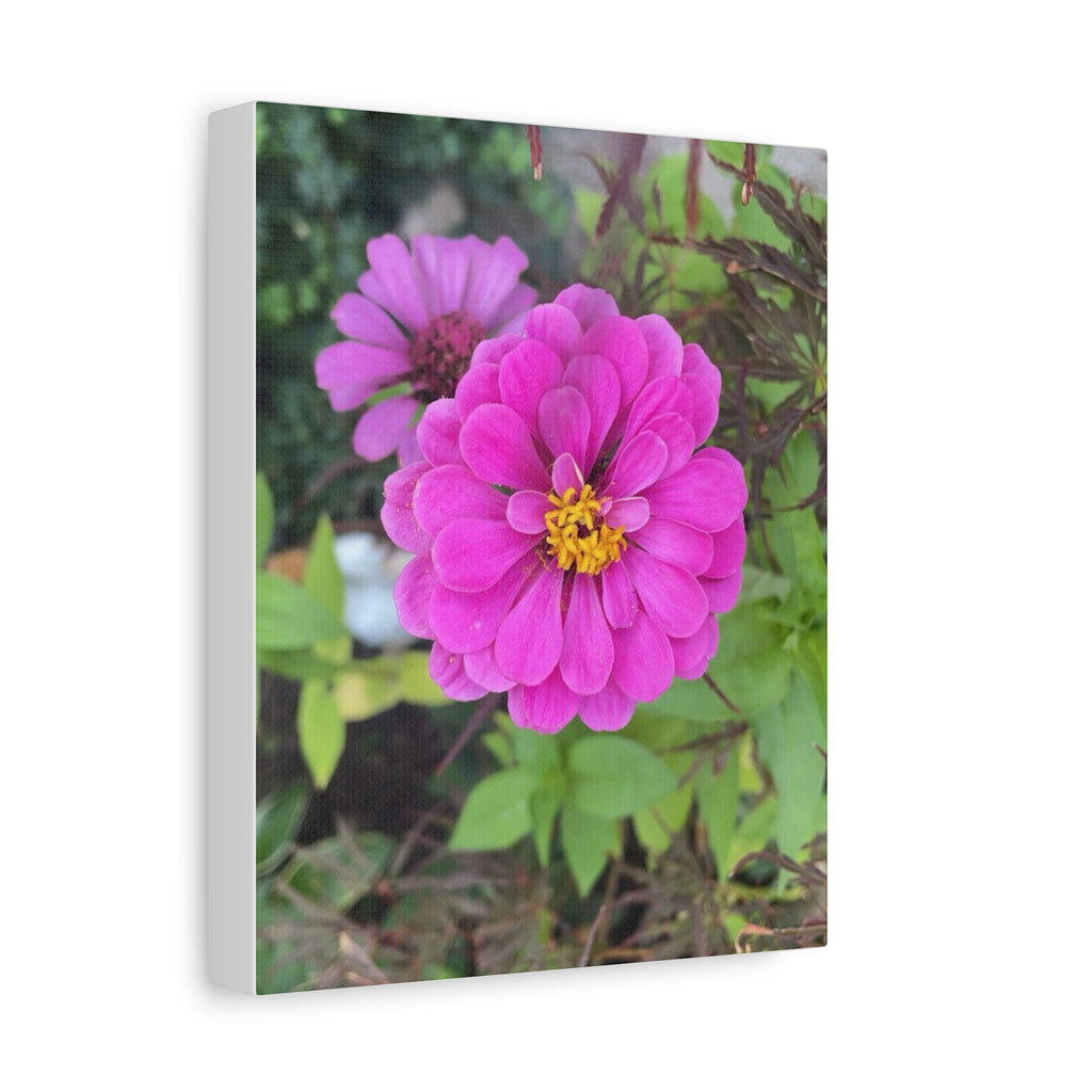 Pink Zinnia Floral Canvas Print — Matte Stretched Wall Art