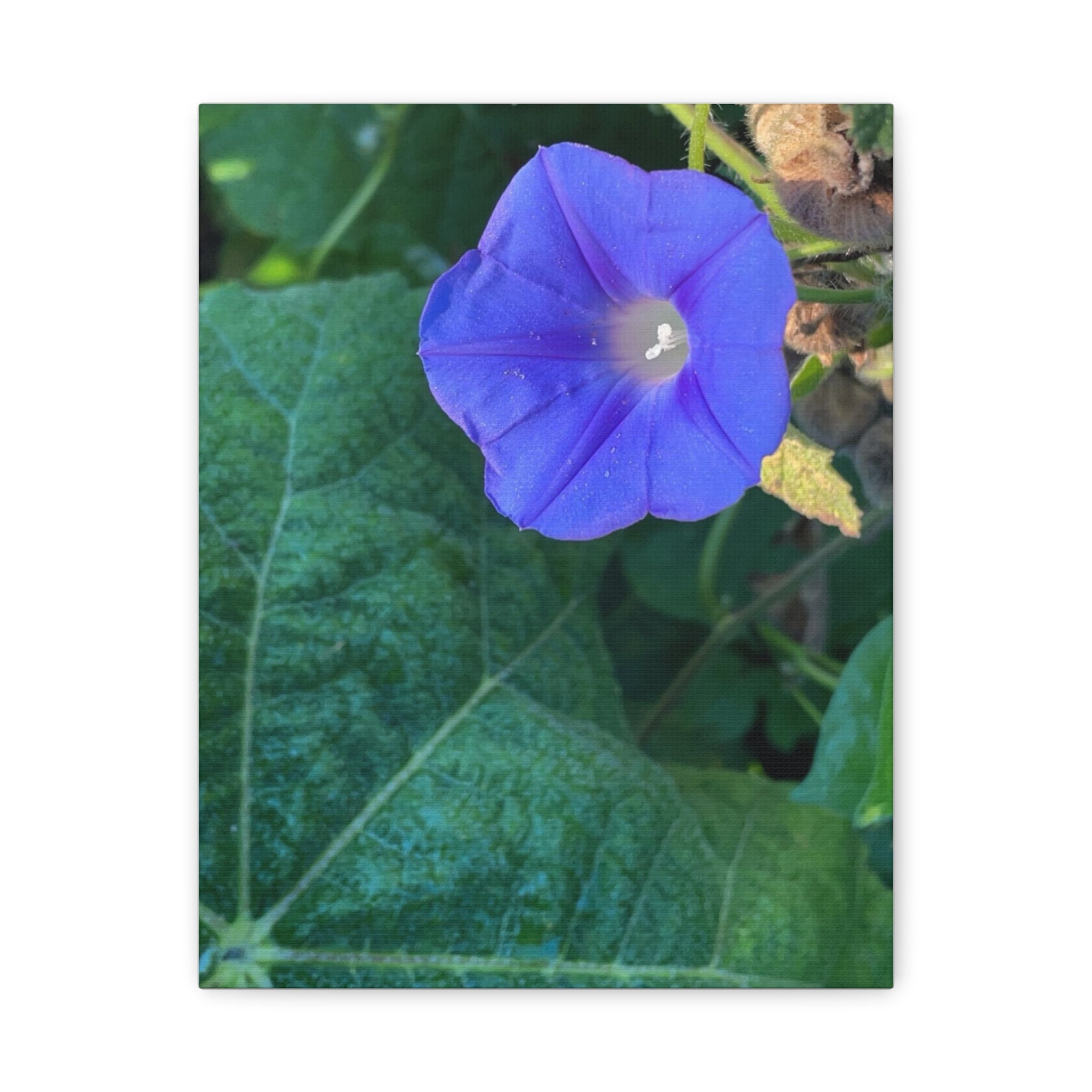 Morning Glory Canvas Wall Art — Vibrant Purple Flower Matte Stretched Canvas