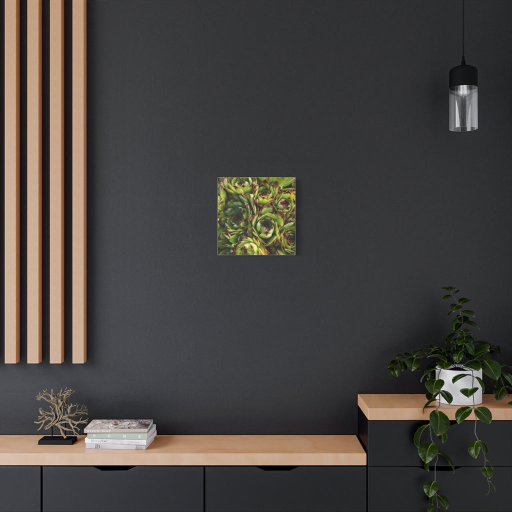 Succulent Garden Canvas Print
