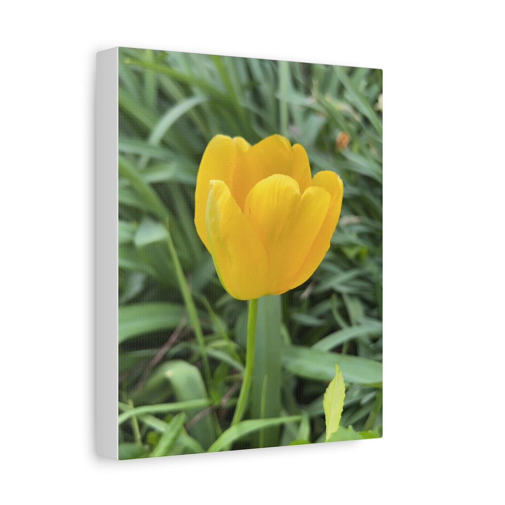 Yellow Tulip Canvas Print — Spring Floral Wall Art, Matte Stretched 1.25"