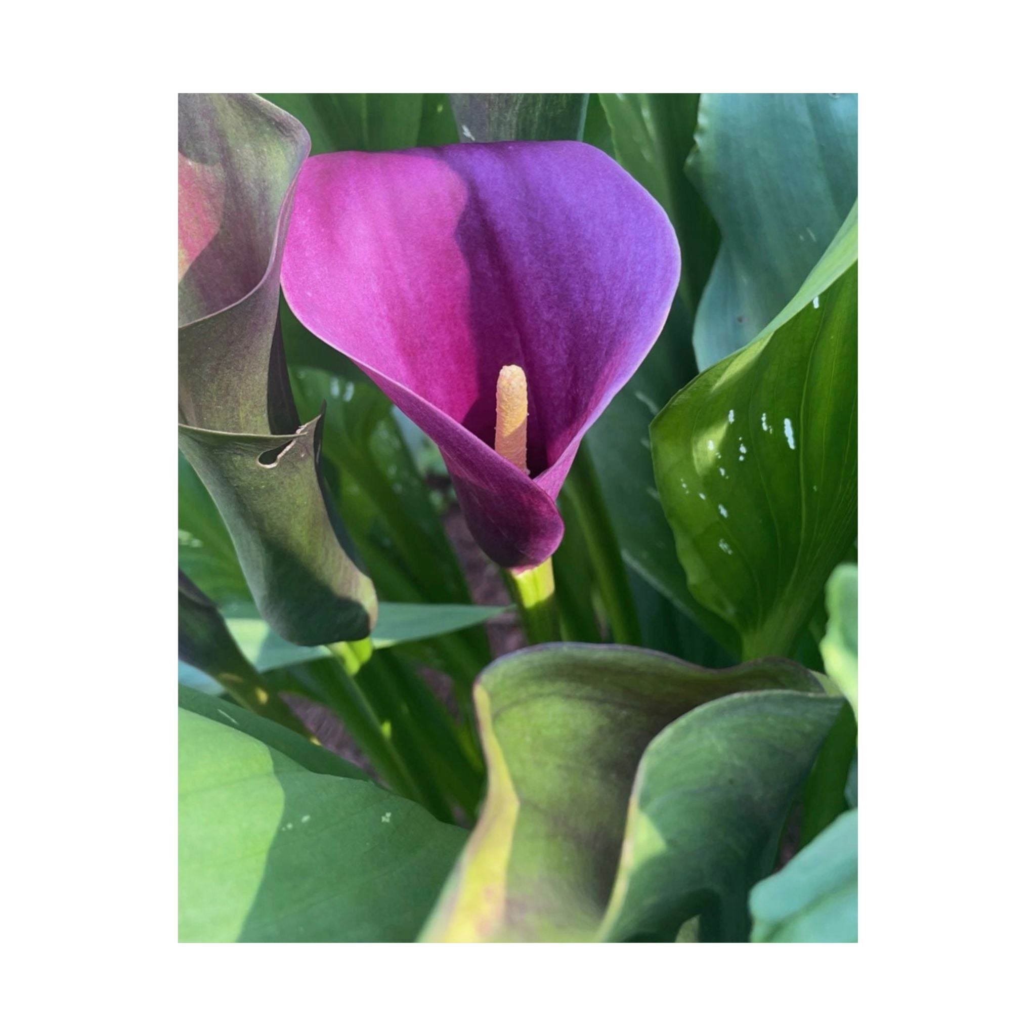 Purple Calla Lily Matte Poster — Botanical Wall Art Print