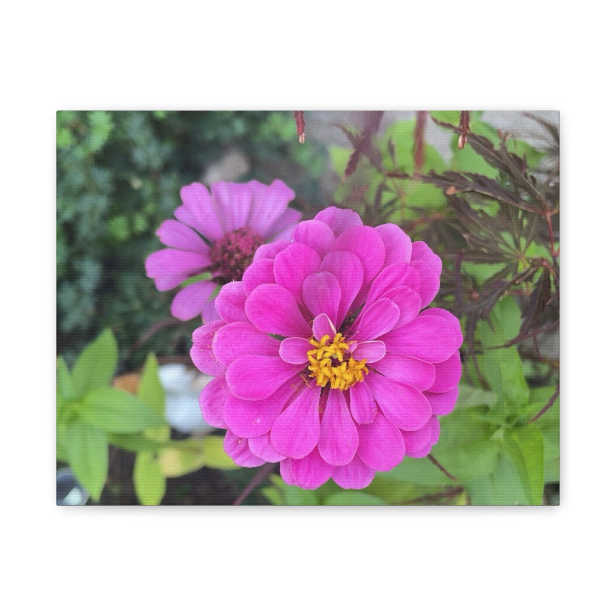 Pink Zinnia Floral Canvas Print — Matte Stretched Wall Art