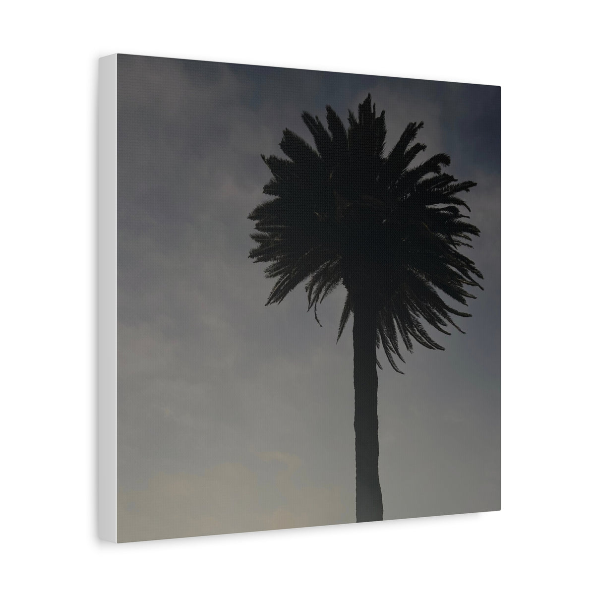 Palm Tree Canvas Print