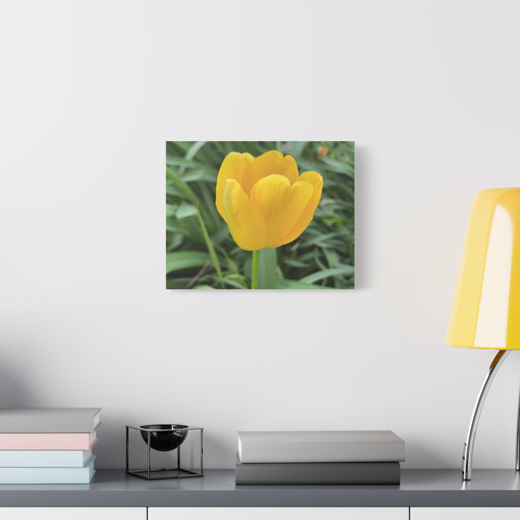 Yellow Tulip Canvas Print — Spring Floral Wall Art, Matte Stretched 1.25"