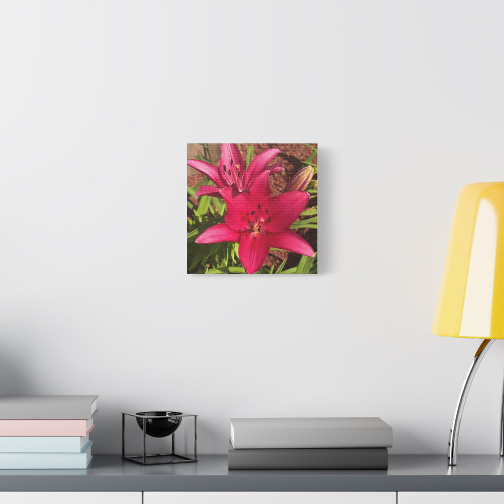 Pink Asiatic Lily Canvas Print