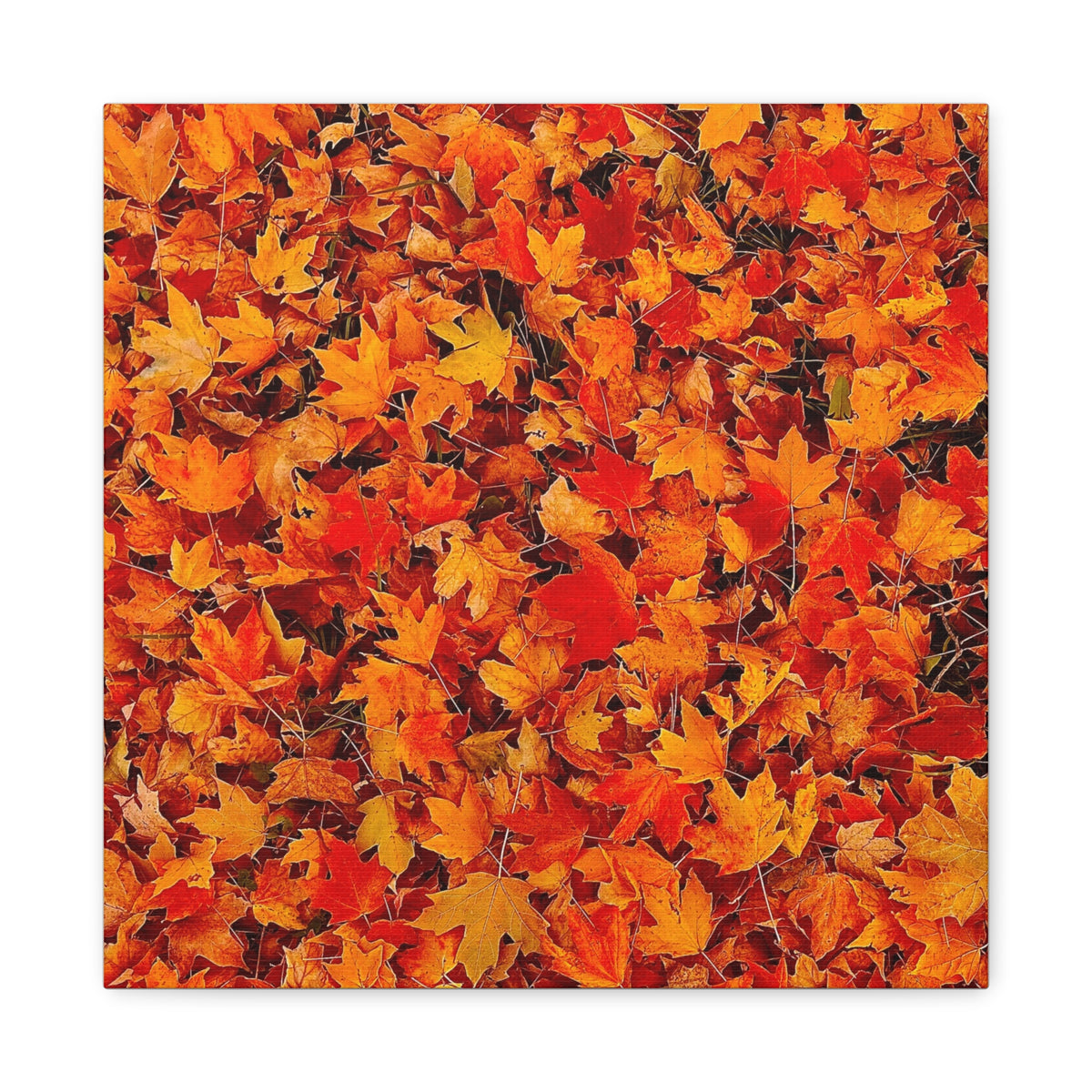 Autumn Leaves Canvas Print