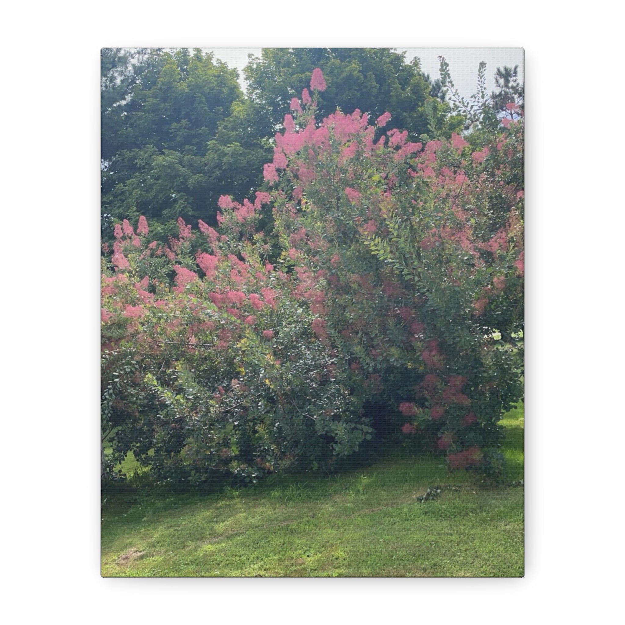 Smoke Bush Matte Canvas Print — Stretched 1.25" Wall Art