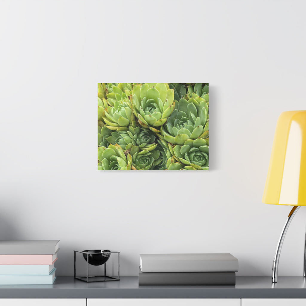 Succulent Wall Art Canvas – Green Succulent Garden Matte Stretched Print