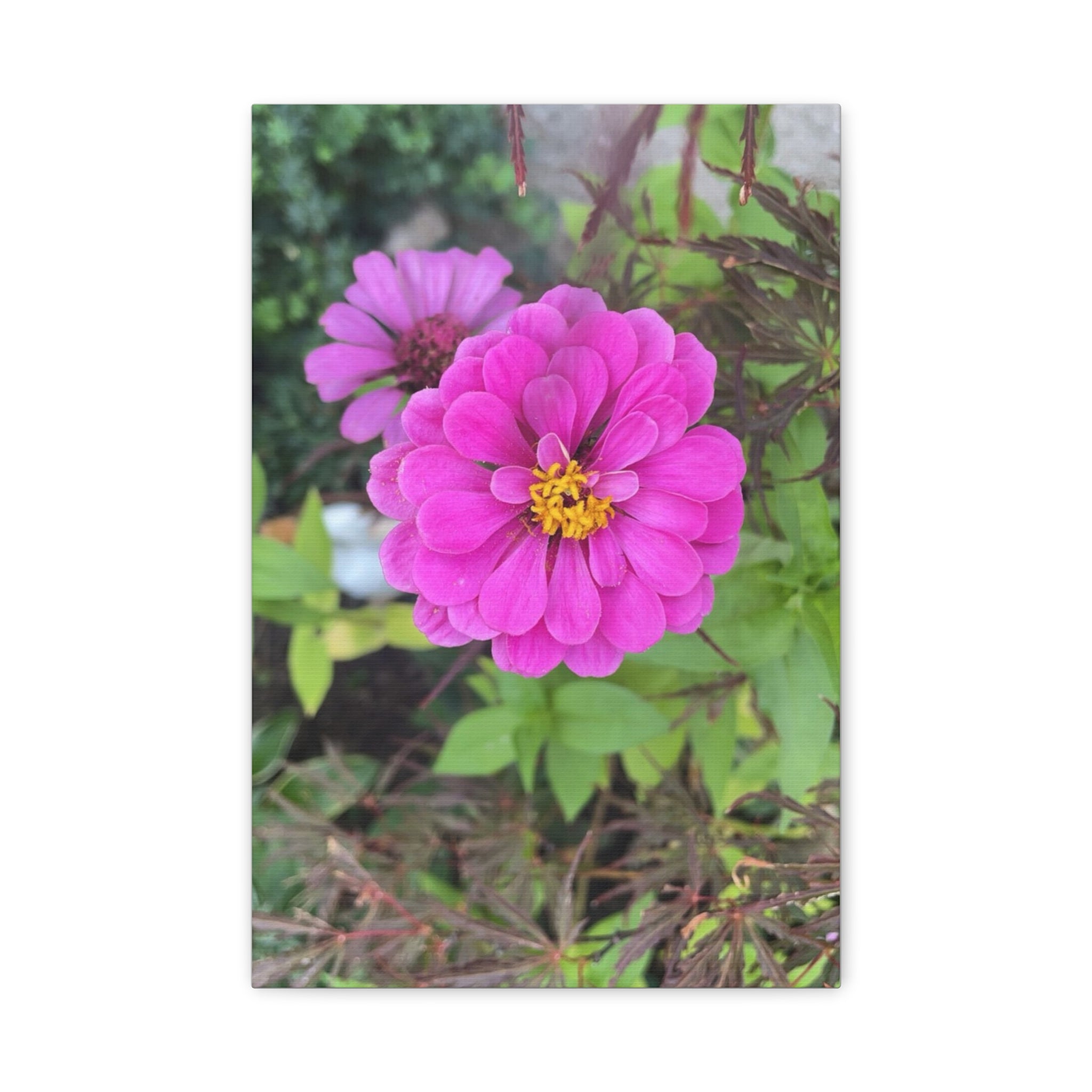 Pink Zinnia Floral Canvas Print — Matte Stretched Wall Art