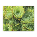 Succulent Wall Art Canvas – Green Succulent Garden Matte Stretched Print