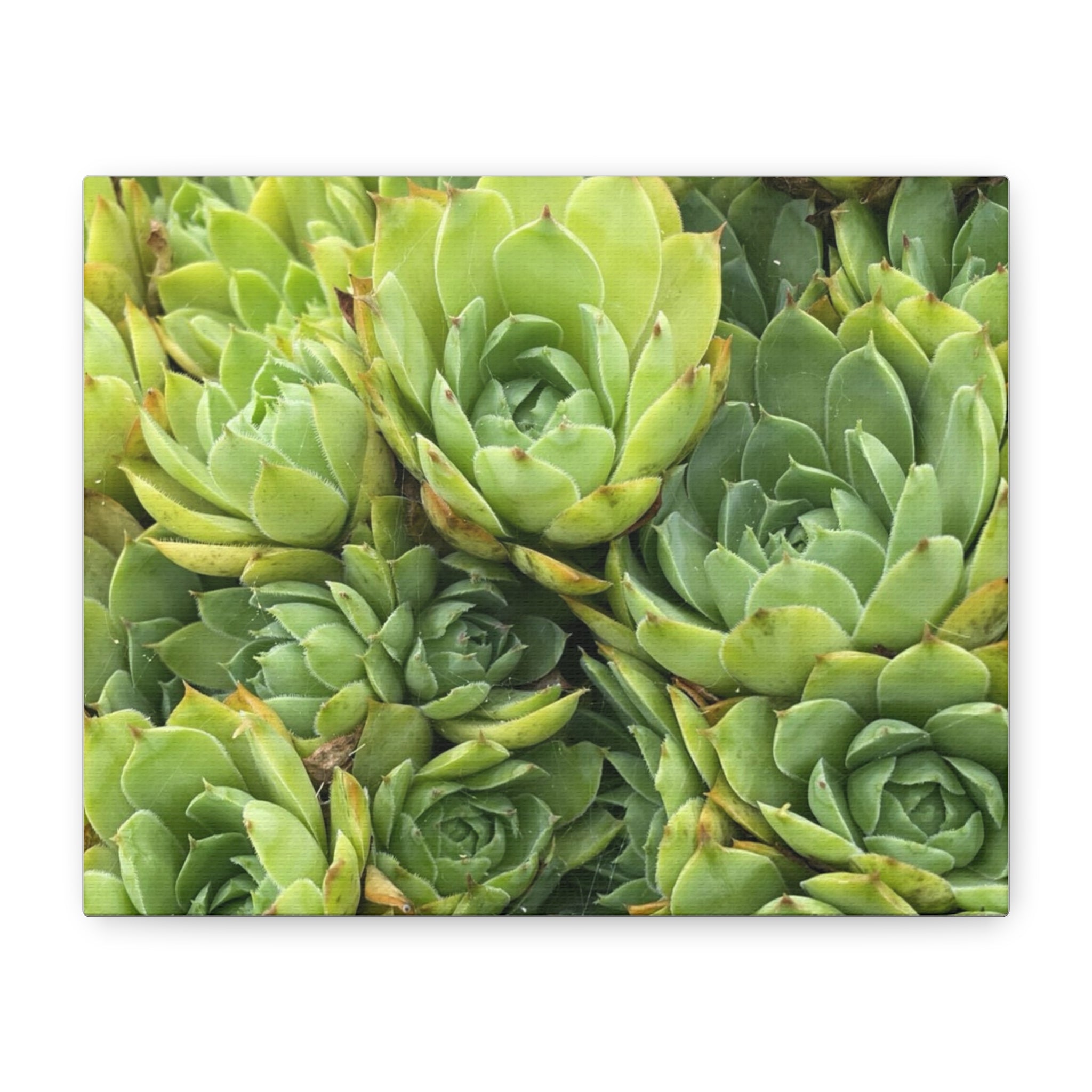 Succulent Wall Art Canvas – Green Succulent Garden Matte Stretched Print