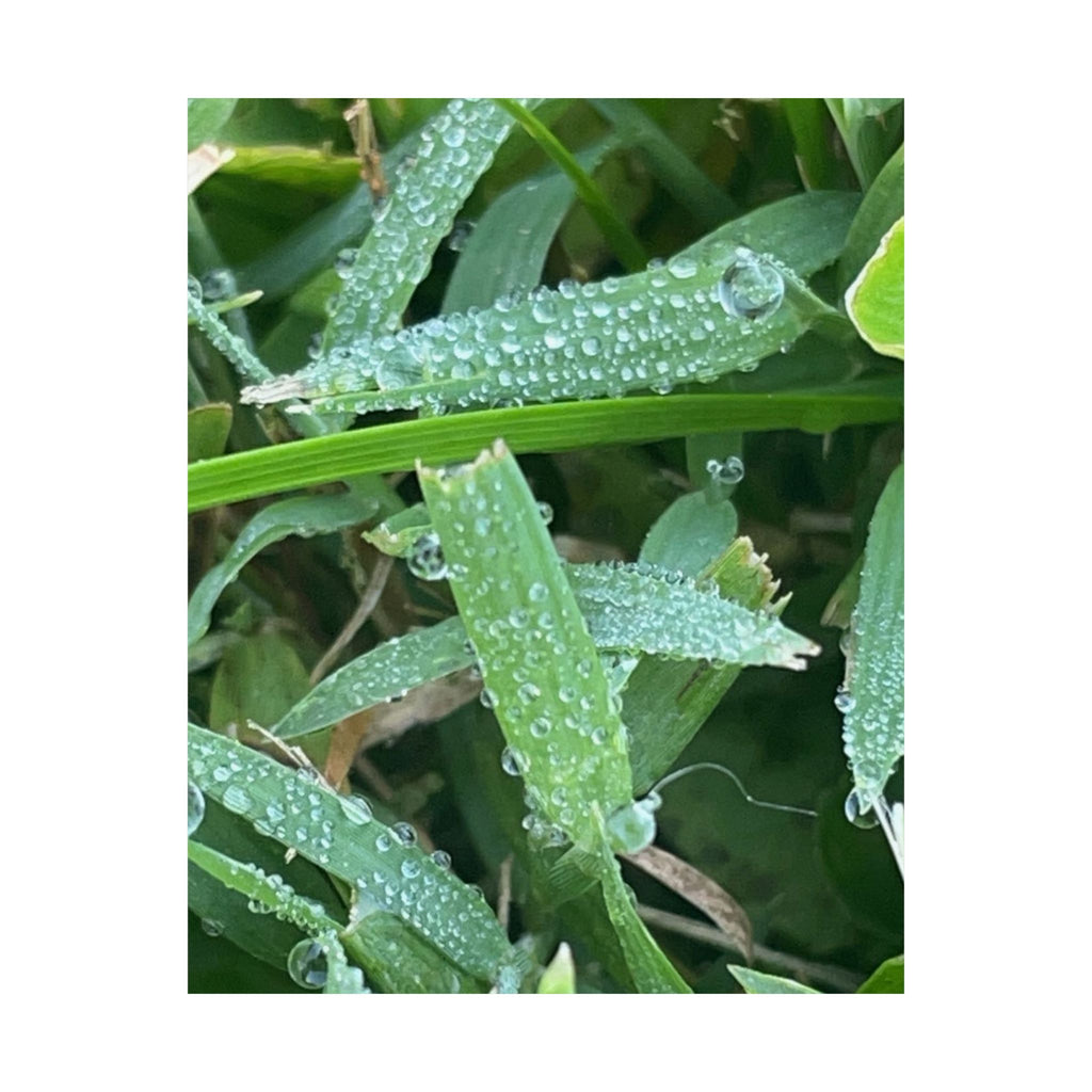 Dewy Grass Matte Poster — Vertical Nature Photography Print