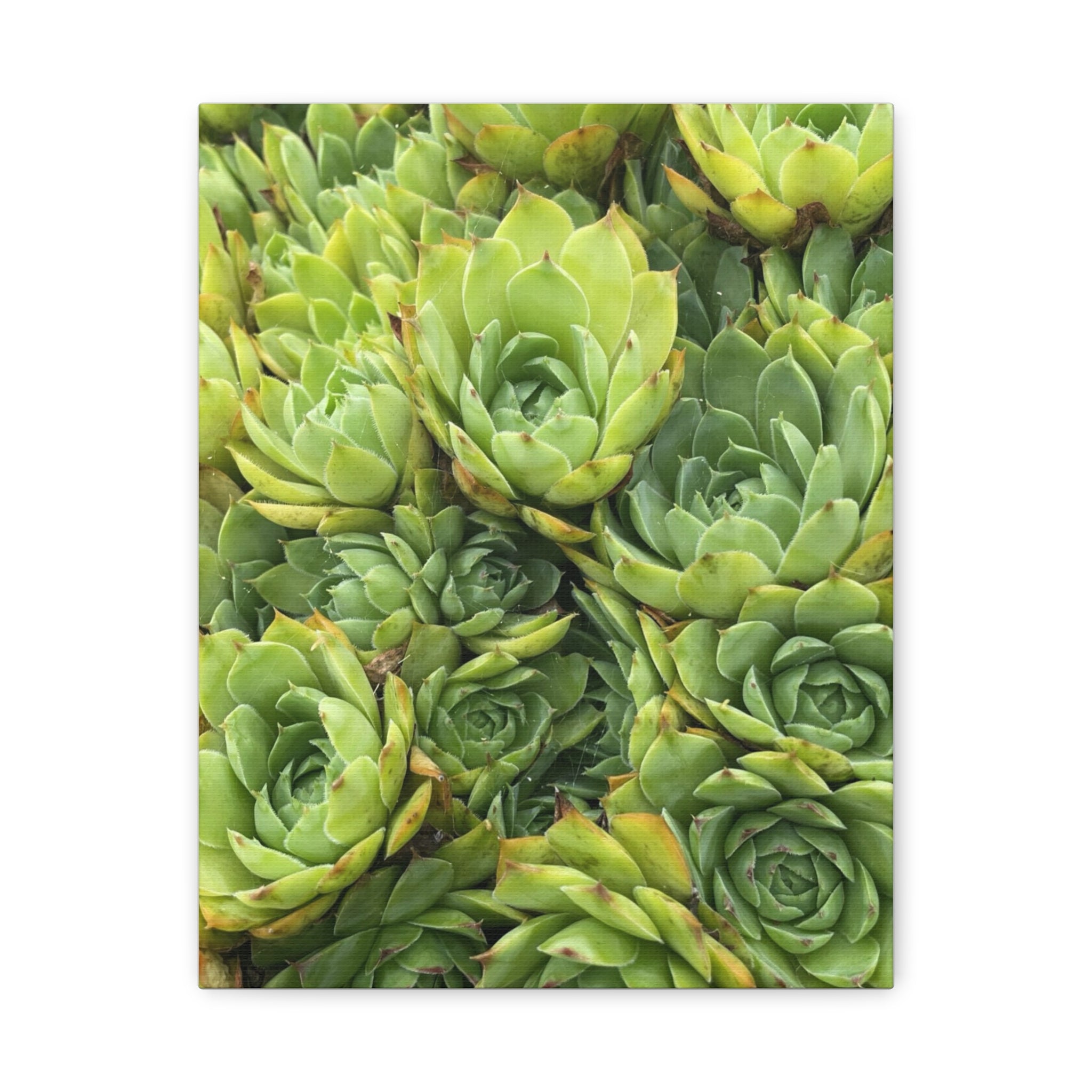 Succulent Wall Art Canvas – Green Succulent Garden Matte Stretched Print