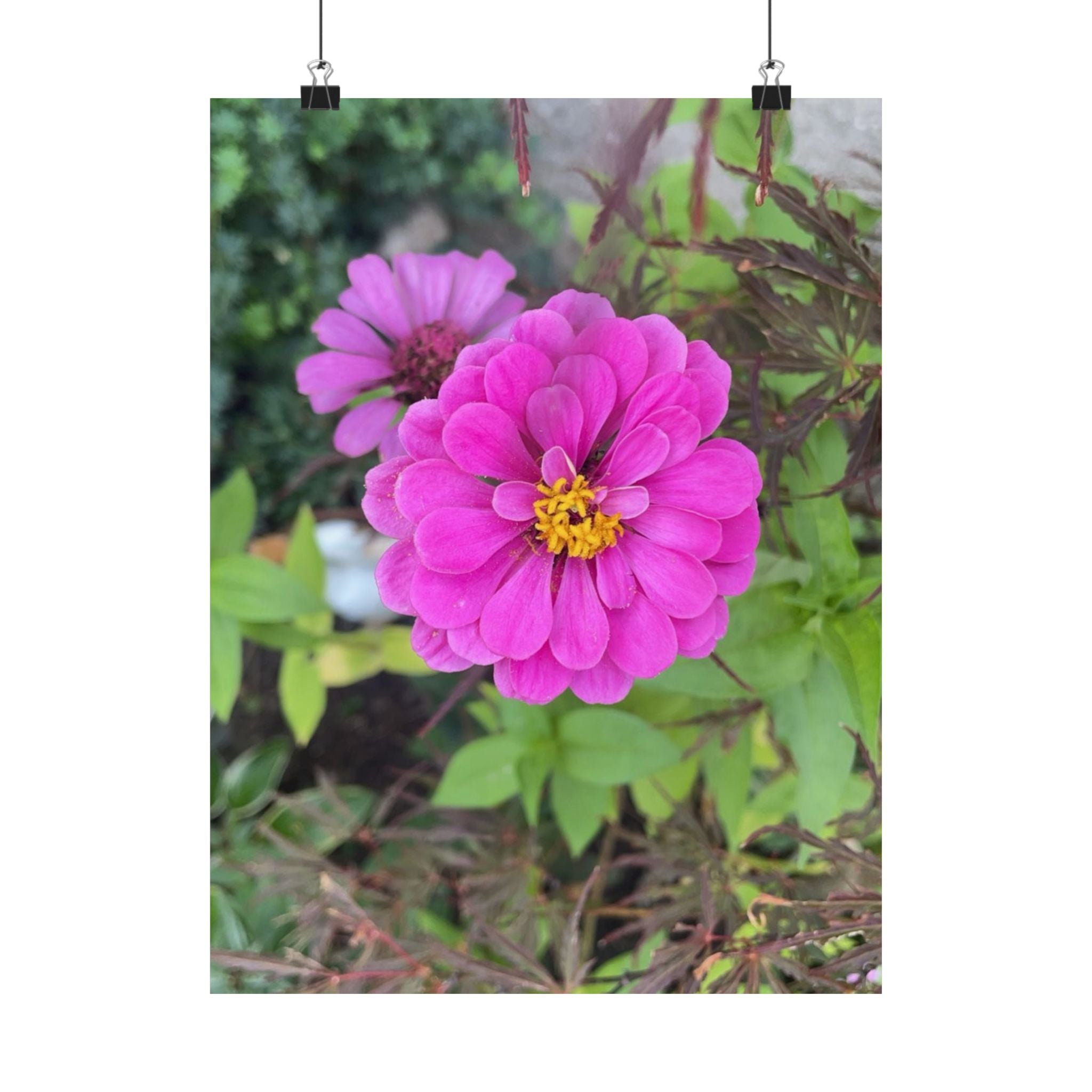 Pink Zinnia Floral Poster — Matte Vertical Flower Wall Art