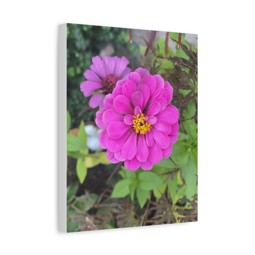 Pink Zinnia Floral Canvas Print — Matte Stretched Wall Art