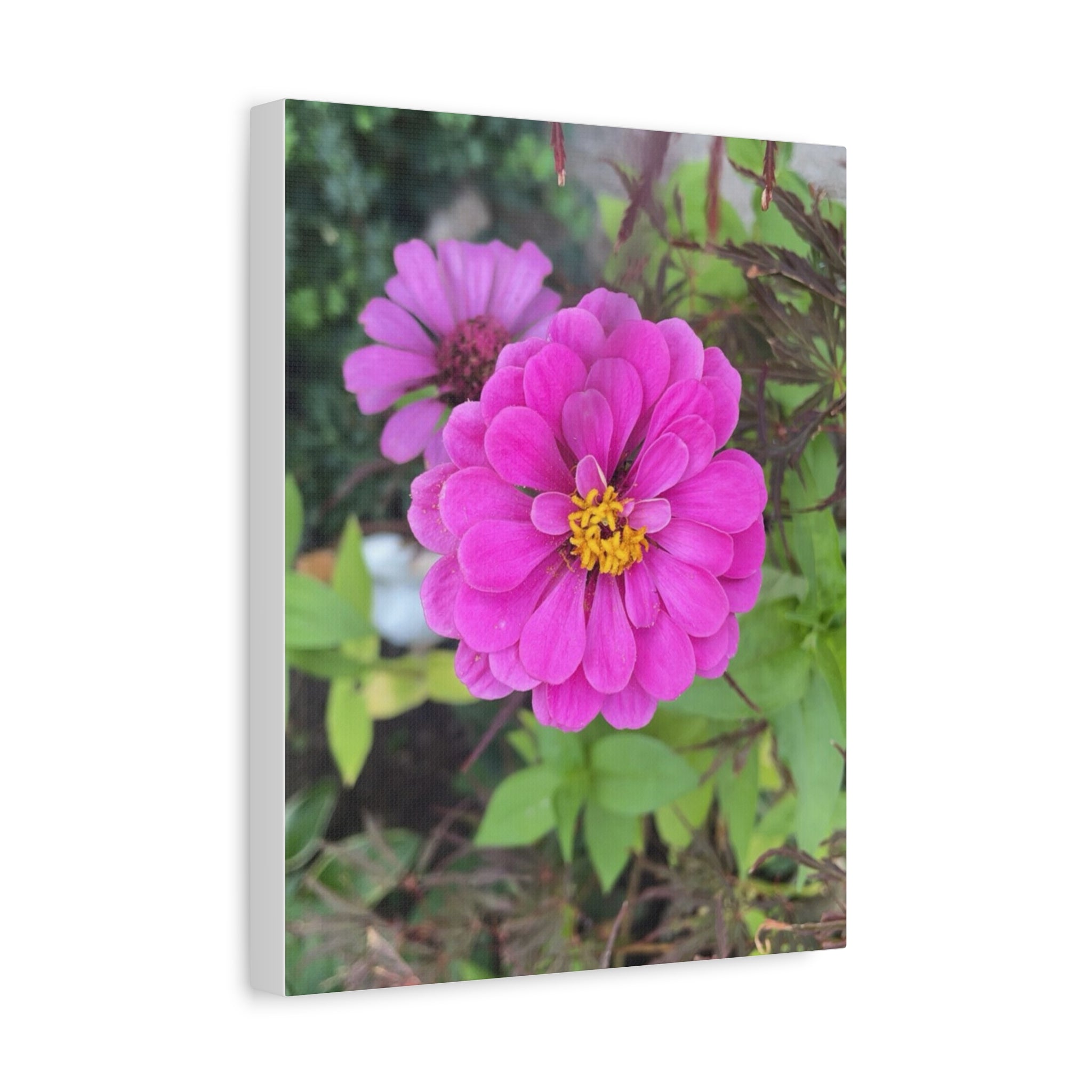 Pink Zinnia Floral Canvas Print — Matte Stretched Wall Art