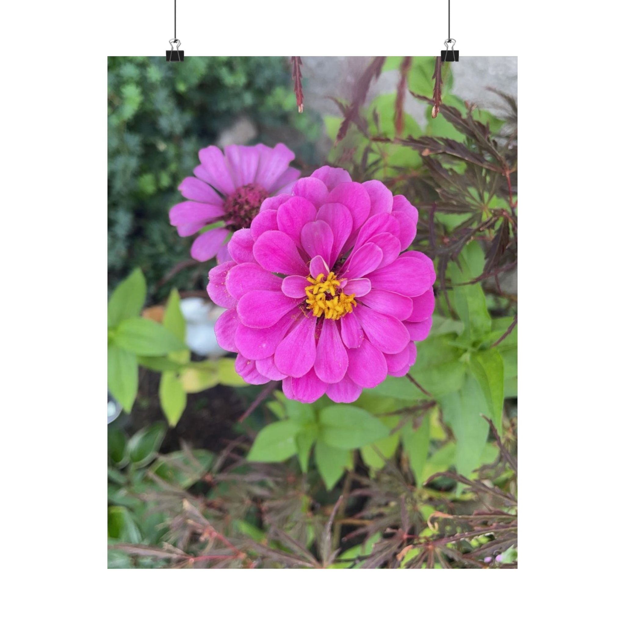 Pink Zinnia Floral Poster — Matte Vertical Flower Wall Art