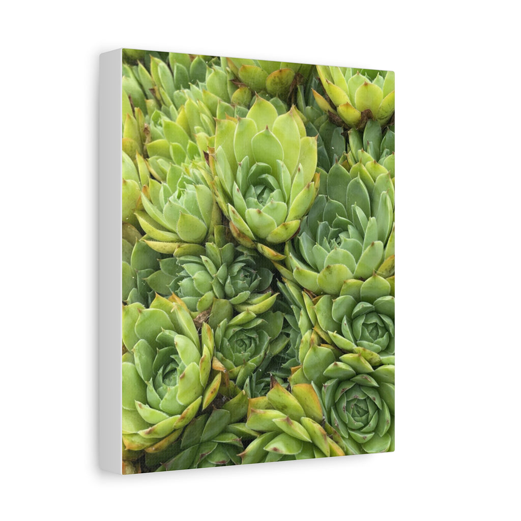 Succulent Wall Art Canvas – Green Succulent Garden Matte Stretched Print
