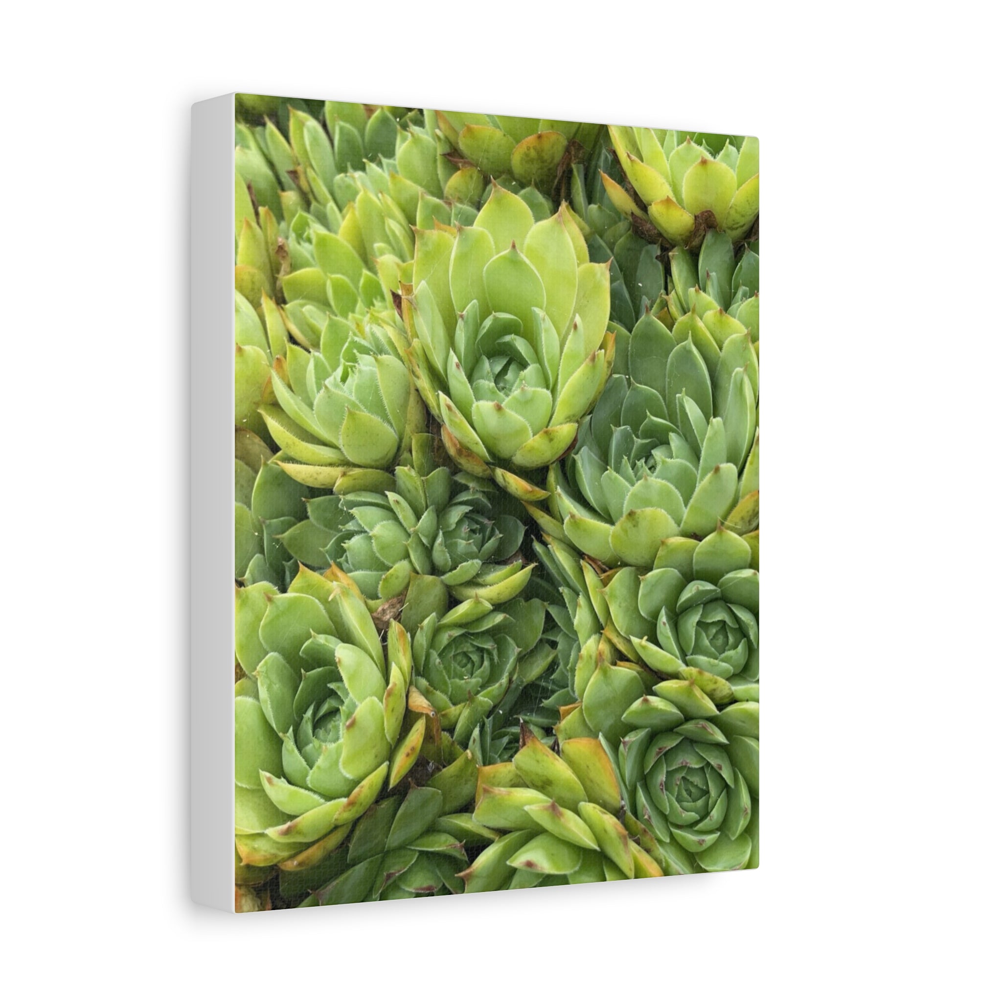 Succulent Wall Art Canvas – Green Succulent Garden Matte Stretched Print