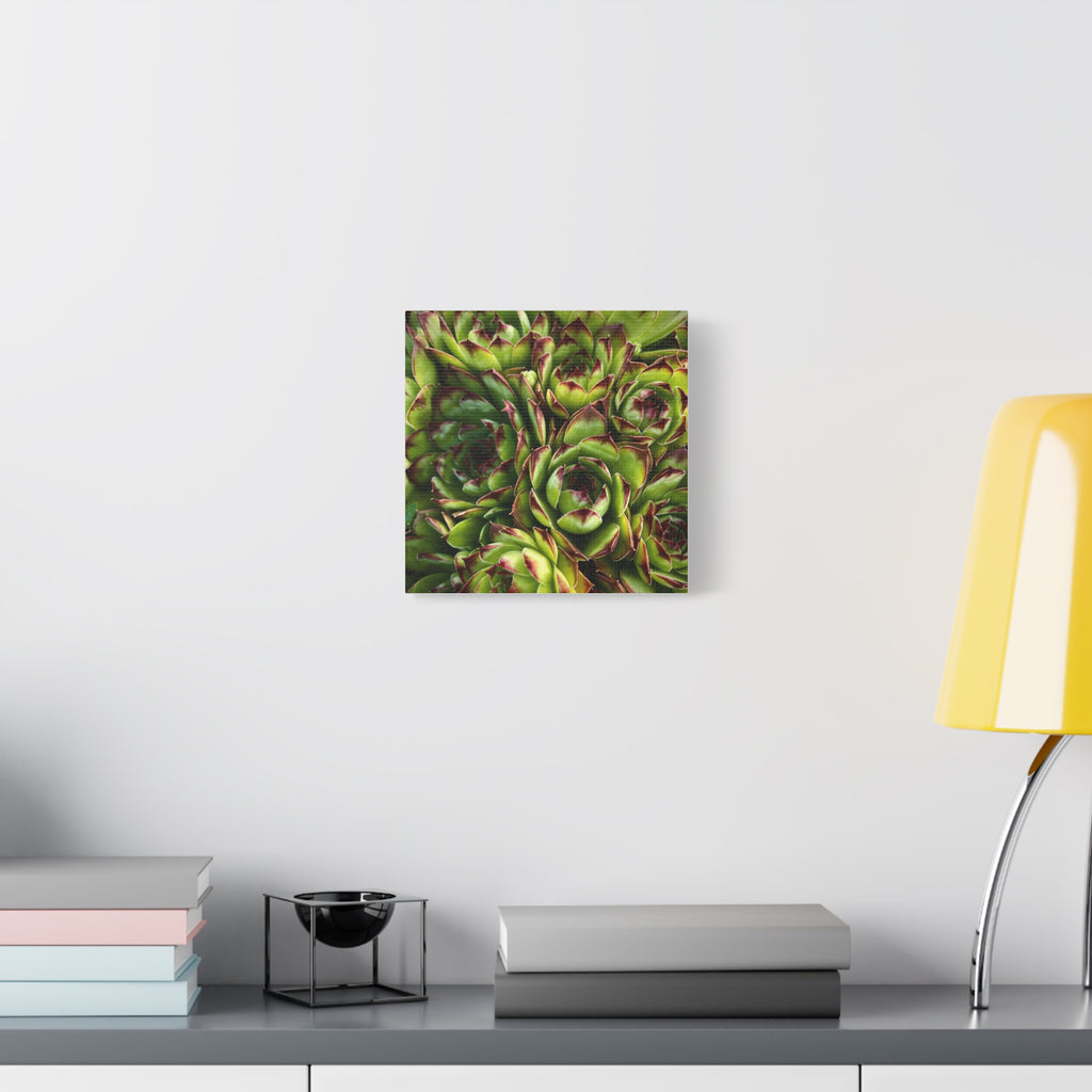 Succulent Garden Canvas Print