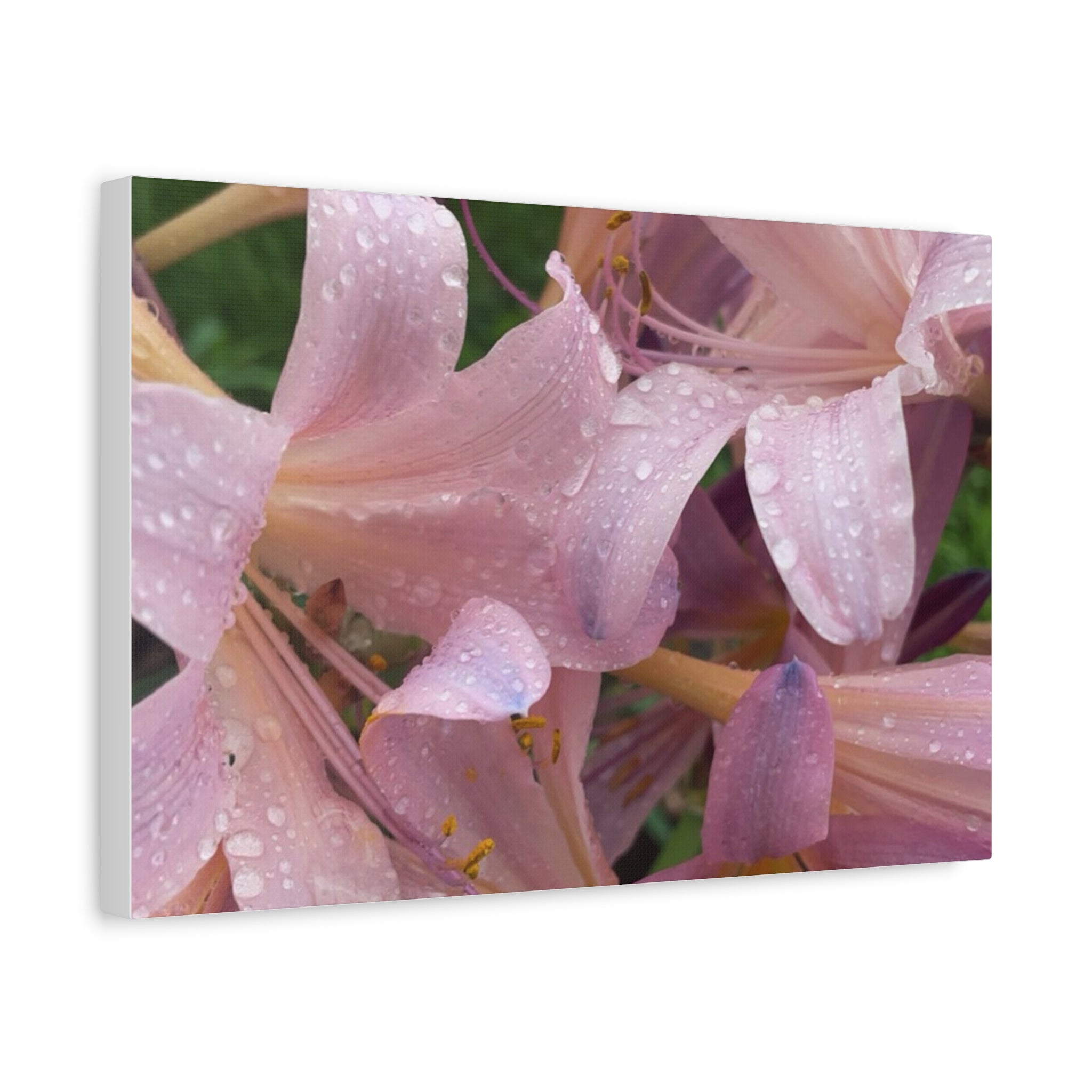 Pink Rain Lily Canvas Print — Matte Stretched Wall Art
