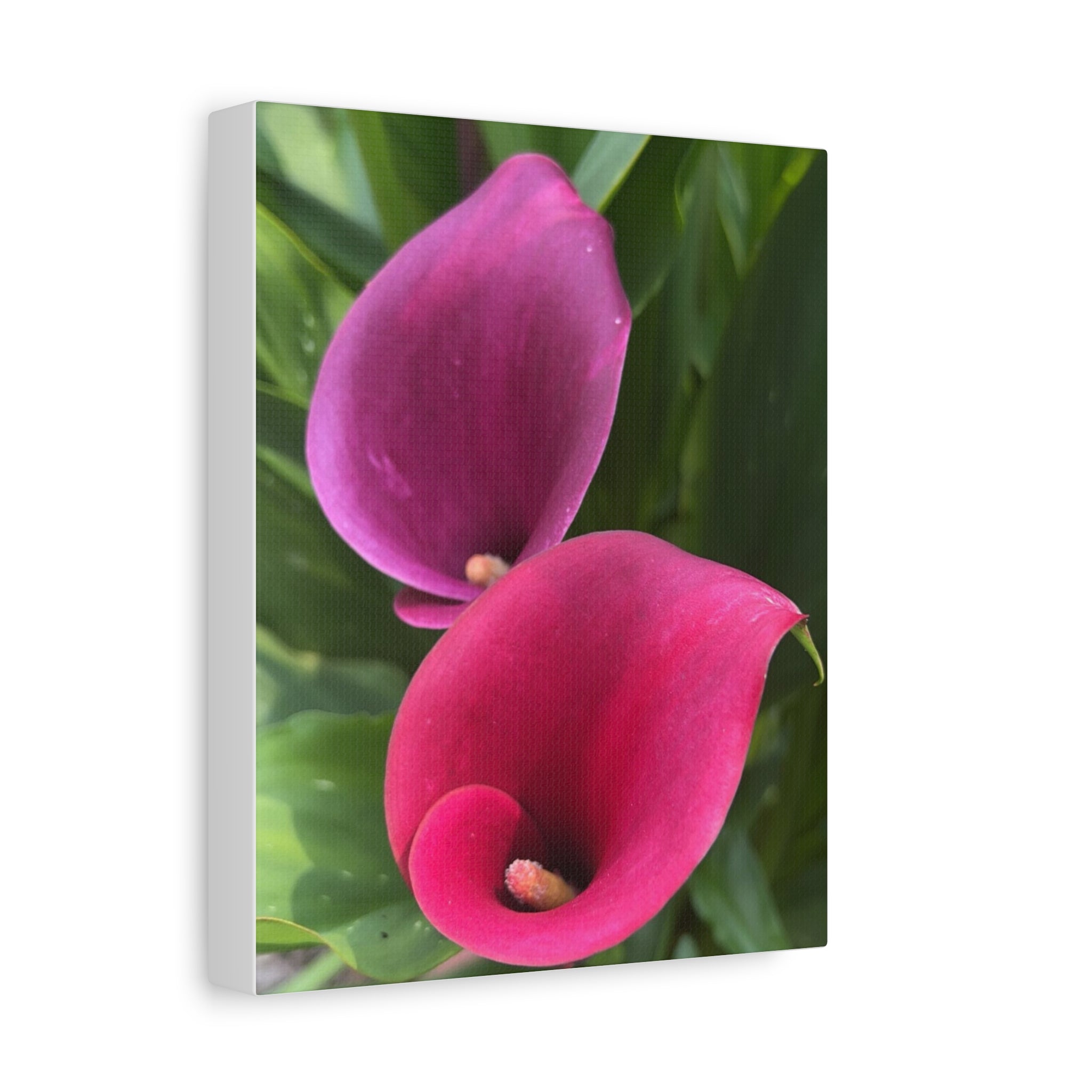 Two Pink Calla Lily Canvas Print — Matte Stretched Floral Wall Art
