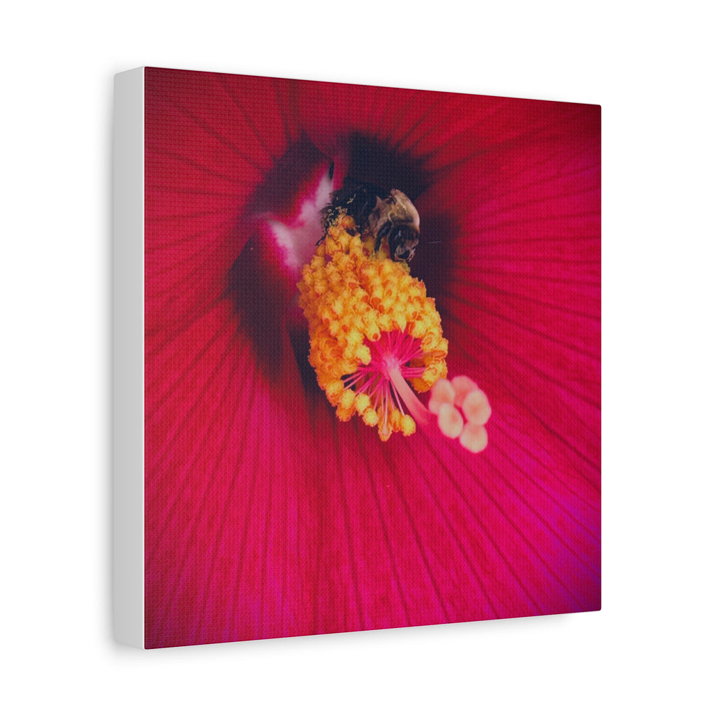 Sleeping Bee Canvas Print