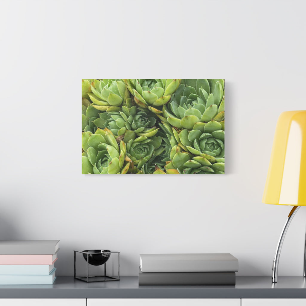 Succulent Wall Art Canvas – Green Succulent Garden Matte Stretched Print