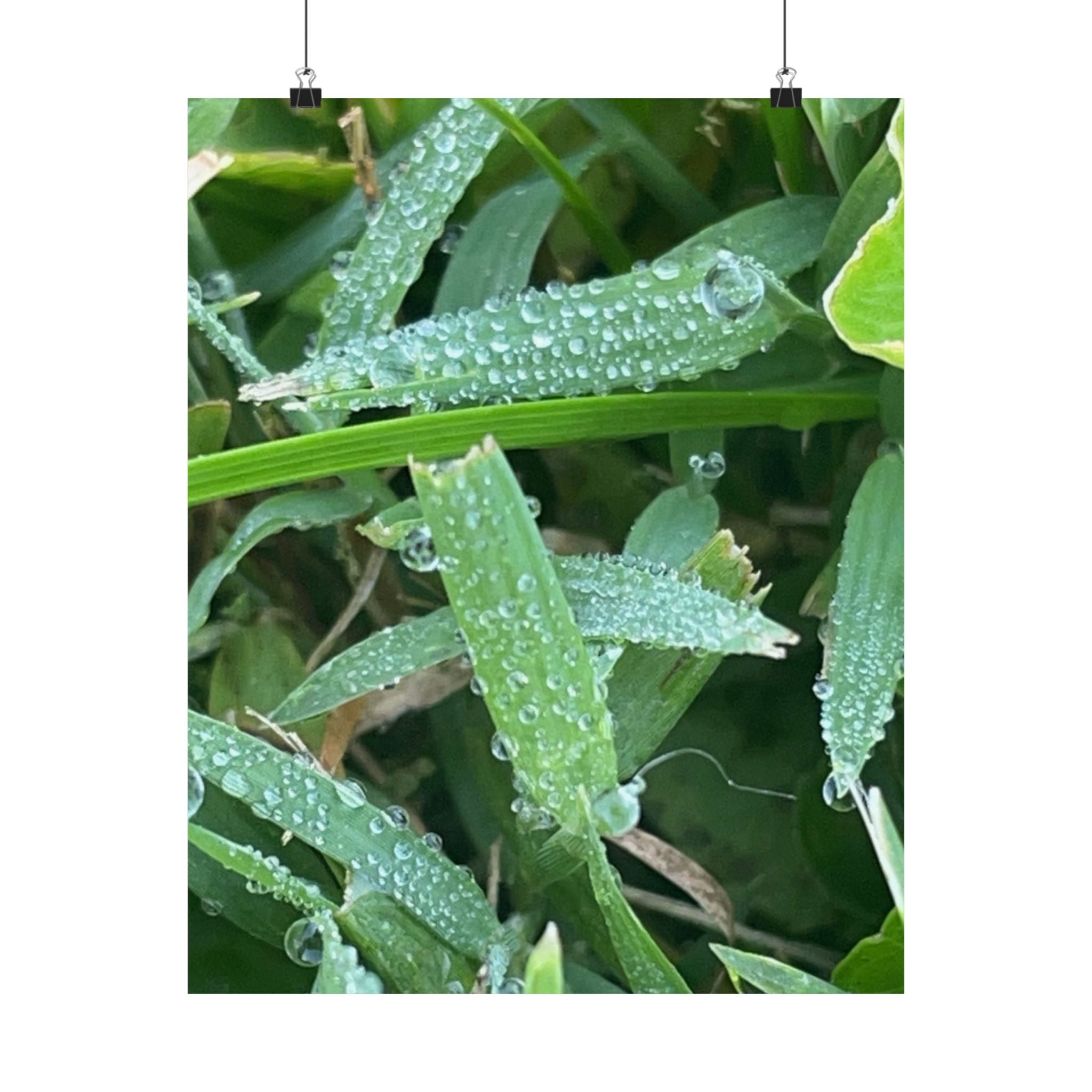 Dewy Grass Matte Poster — Vertical Nature Photography Print