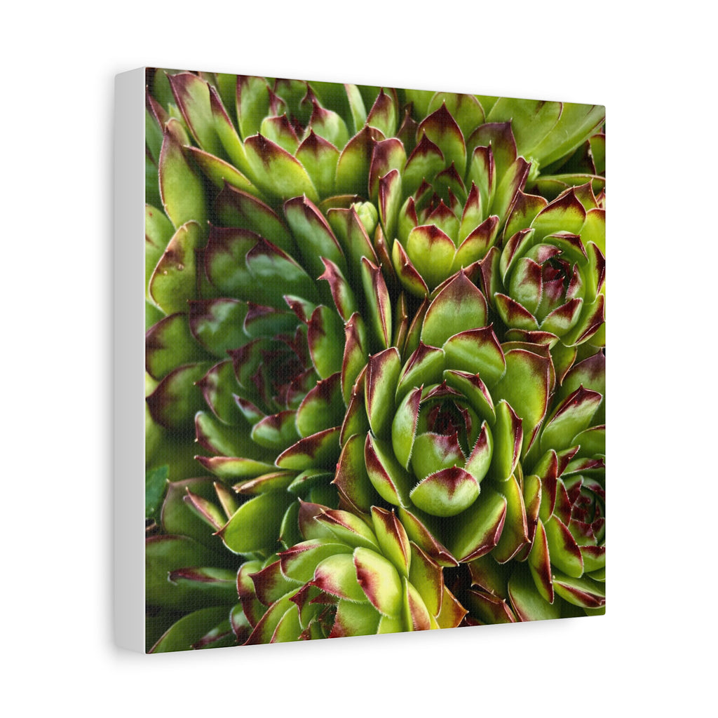 Succulent Garden Canvas Print