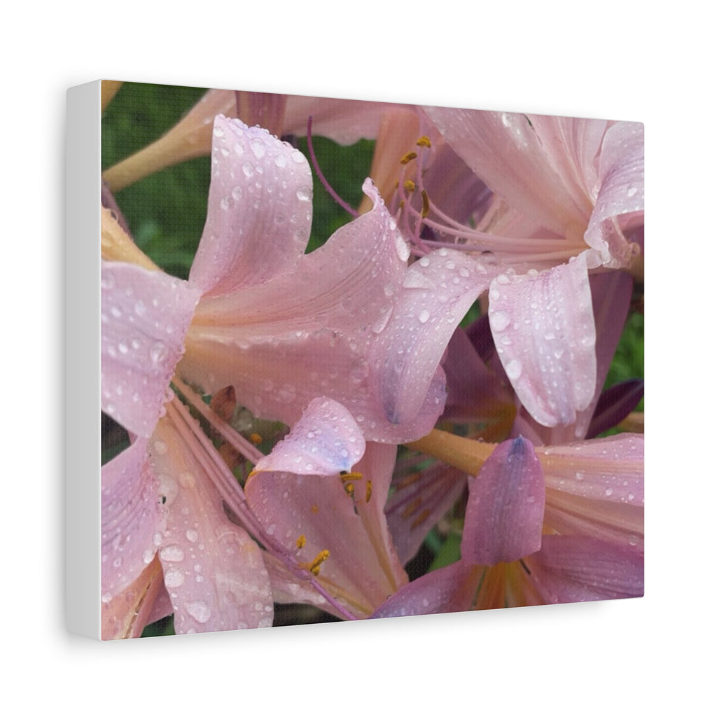 Pink Rain Lily Canvas Print — Matte Stretched Wall Art