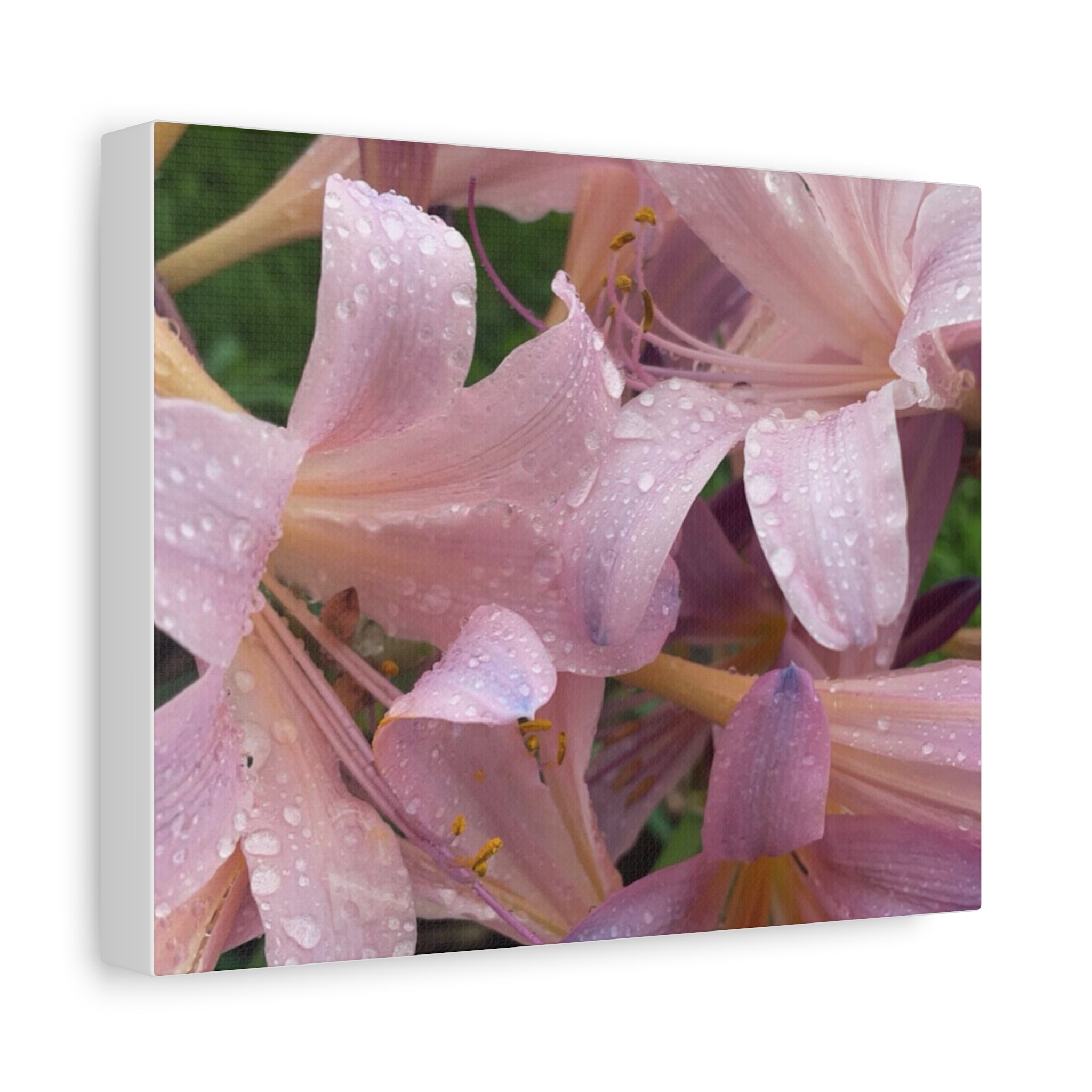 Pink Rain Lily Canvas Print — Matte Stretched Wall Art