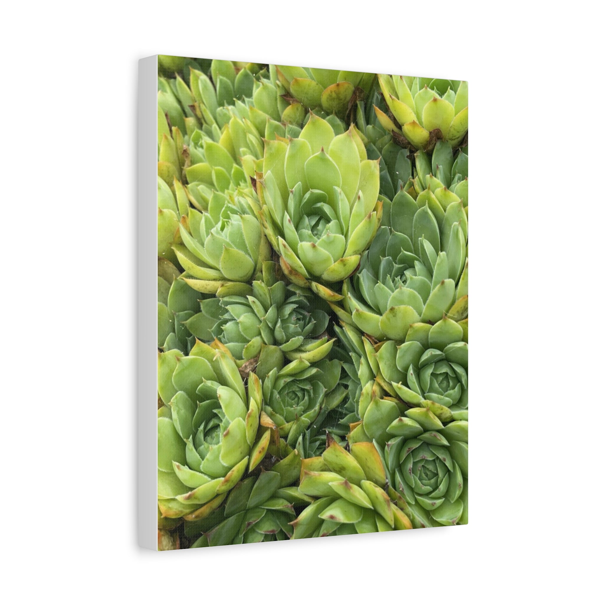 Succulent Wall Art Canvas – Green Succulent Garden Matte Stretched Print