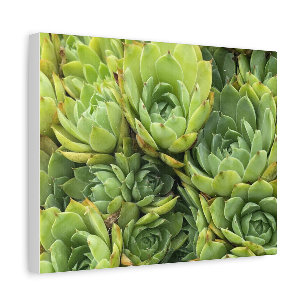 Succulent Wall Art Canvas – Green Succulent Garden Matte Stretched Print