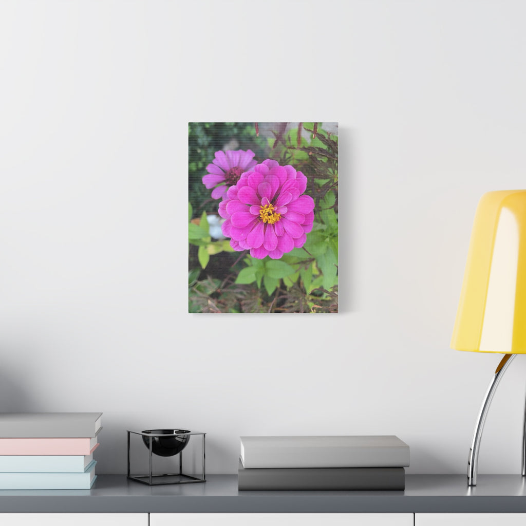 Pink Zinnia Floral Canvas Print — Matte Stretched Wall Art