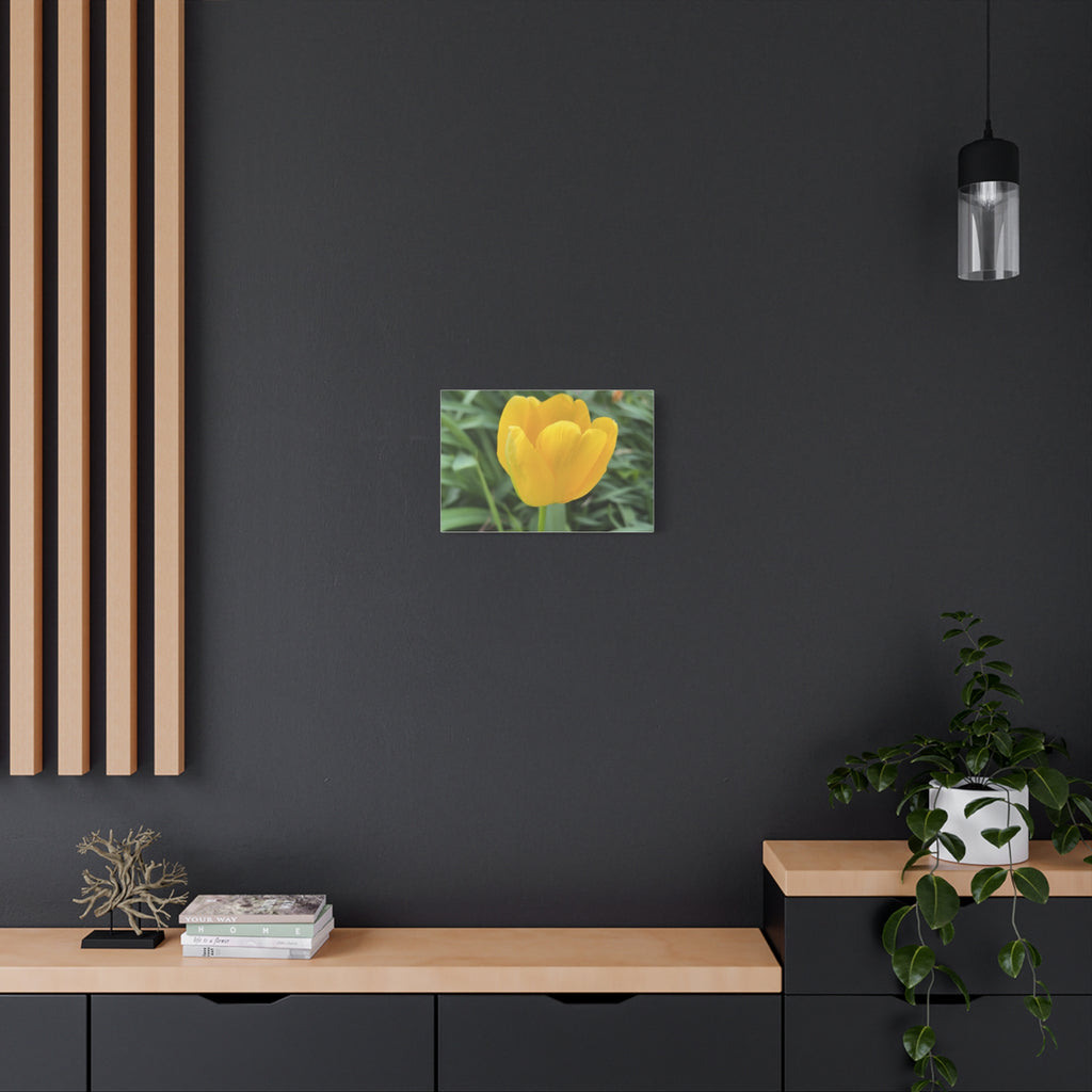 Yellow Tulip Canvas Print — Spring Floral Wall Art, Matte Stretched 1.25"