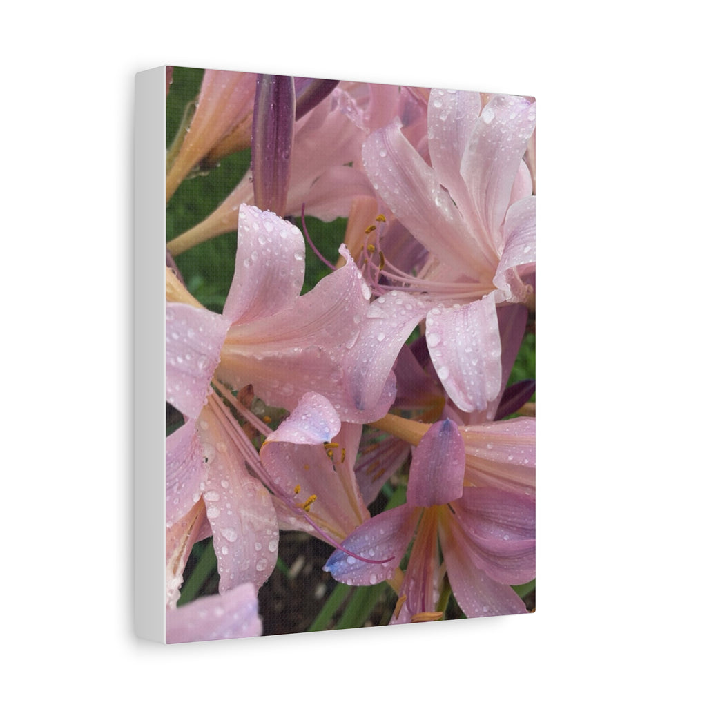 Pink Rain Lily Canvas Print — Matte Stretched Wall Art