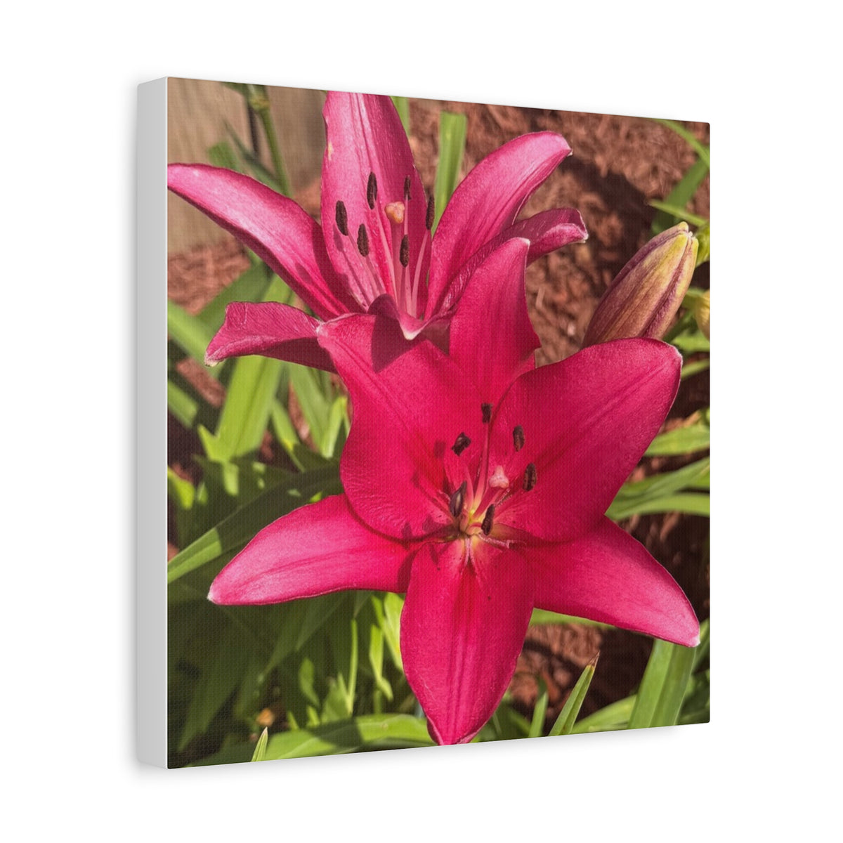 Pink Asiatic Lily Canvas Print